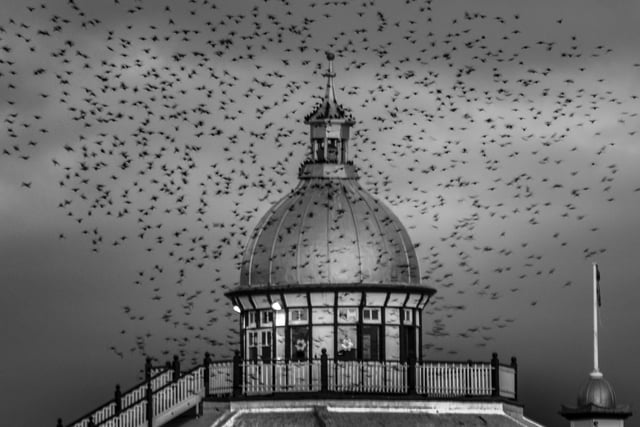 Takeoff from the pier! Photographer Michael Amos sent in this monochrome shot of a starling murmuration, a common sight on Eastbourne seafront in the winter. SUS-201215-105615001