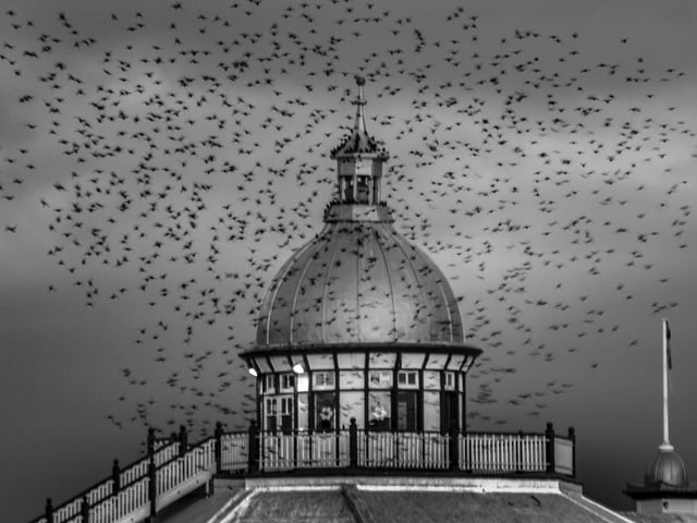Takeoff from the pier! Photographer Michael Amos sent in this monochrome shot of a starling murmuration, a common sight on Eastbourne seafront in the winter. SUS-201215-105615001