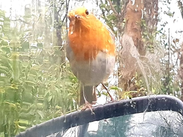 The original angry bird, Friston Forest, by Fiona Coutts. SUS-201215-113001001