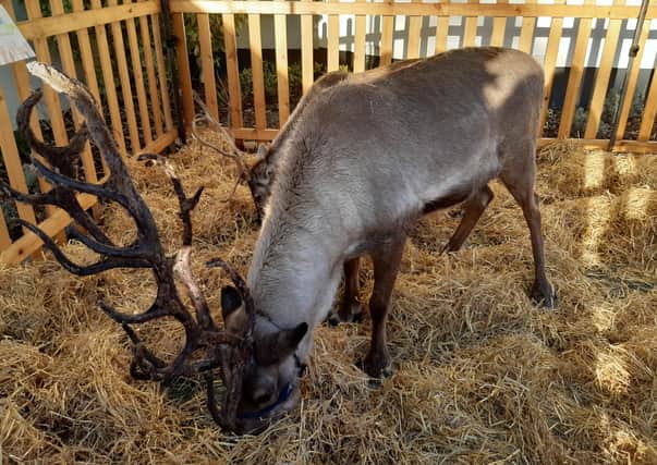 Father Christmas and his reindeer visit Rustington Hall