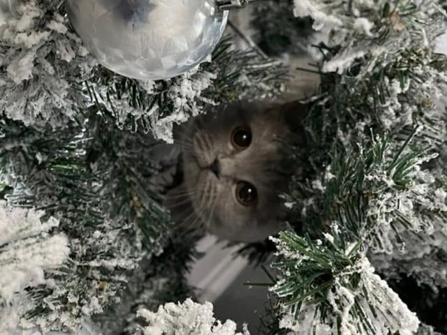 Lola enjoys playing peekaboo in the Christmas tree and wearing her new winter cape with mum Melanie Ellard.