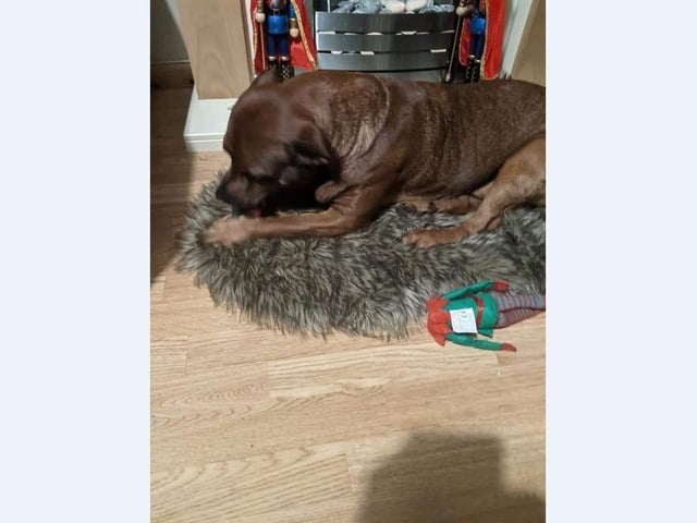Gemma Greene’s dog Bruce had had enough of Elf on the Shelf and took matters in to his own hands.