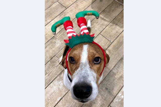 Carl Jarvis’ dog Harry is happy to be one of Santa’s elves this year with his new headband.