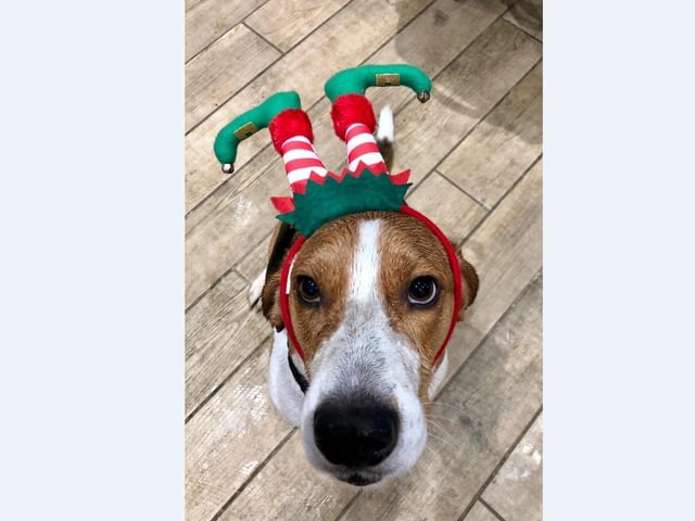 Carl Jarvis’ dog Harry is happy to be one of Santa’s elves this year with his new headband.