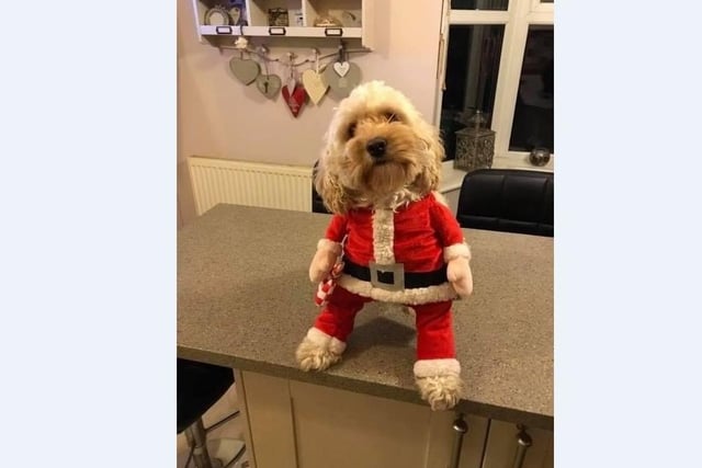Teddy the cockerpoo is dressed as Santa Paws this year in Stanground with mum Rachel Dawn.