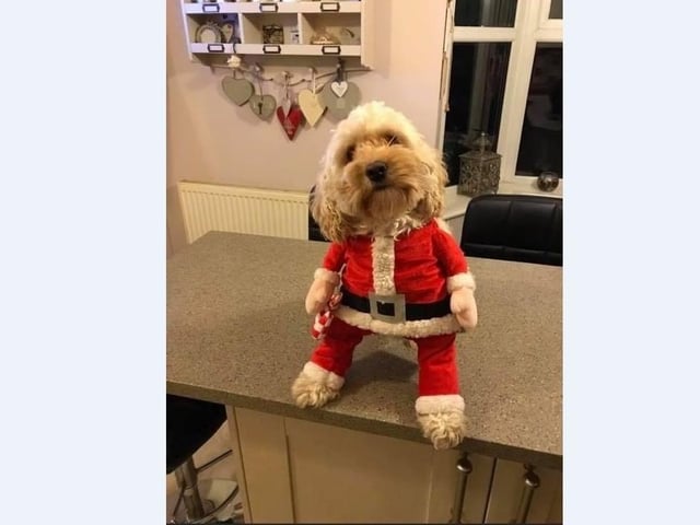 Teddy the cockerpoo is dressed as Santa Paws this year in Stanground with mum Rachel Dawn.