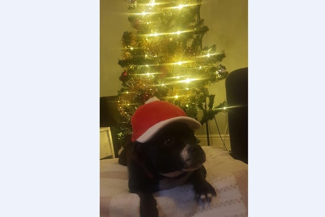 Bella loves relaxing by the tree in her Santa cap at her home in Stanground with mum Milka Korpowska.