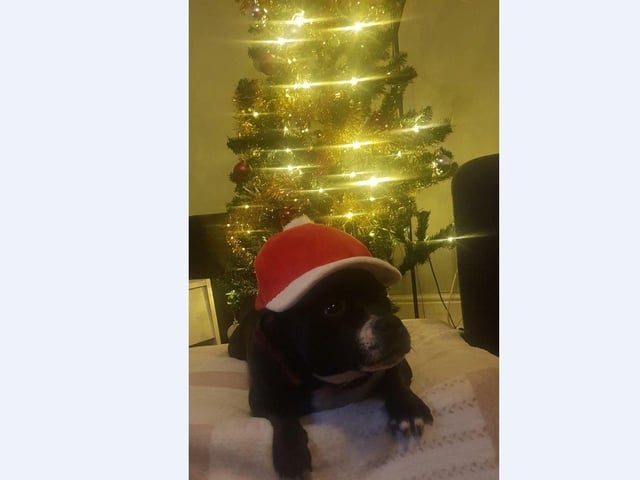 Bella loves relaxing by the tree in her Santa cap at her home in Stanground with mum Milka Korpowska.