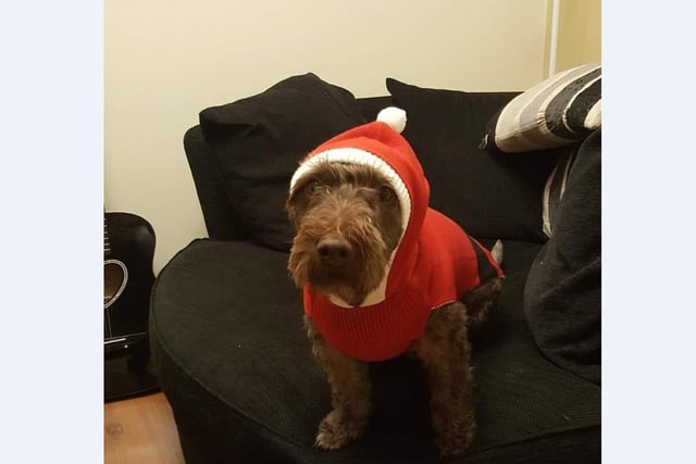 Edison is ready for his Christmas walk in his Santa costume with mum Claire Burdock in Stanground.