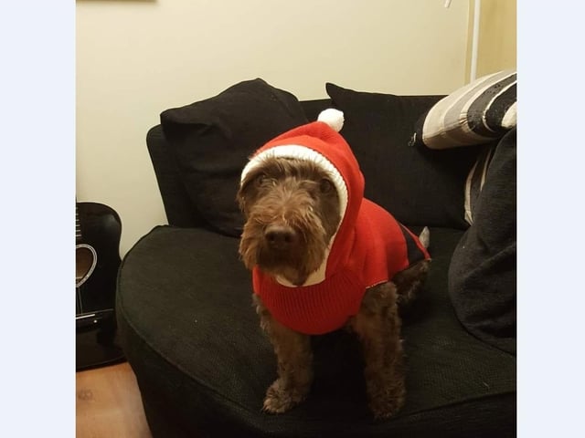 Edison is ready for his Christmas walk in his Santa costume with mum Claire Burdock in Stanground.