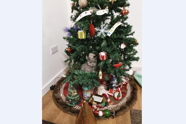 Mariyana Velkova’s British shorthair cat Mabel has decided she’s the best Christmas tree decoration this year at their home in Stanground.