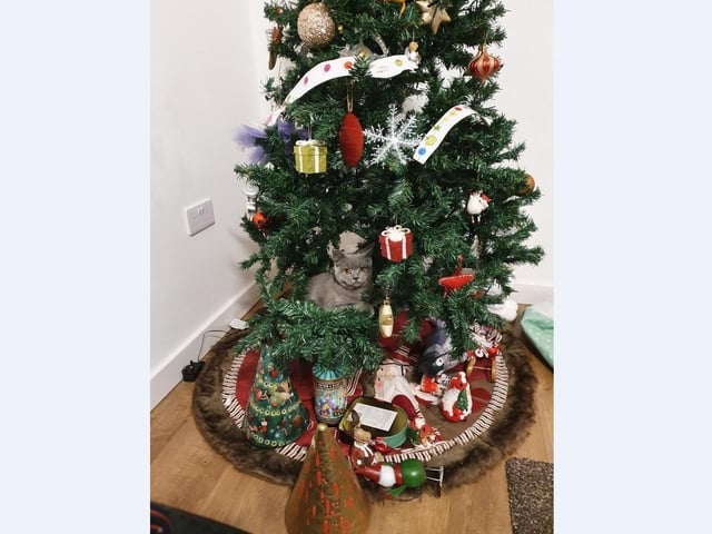 Mariyana Velkova’s British shorthair cat Mabel has decided she’s the best Christmas tree decoration this year at their home in Stanground.