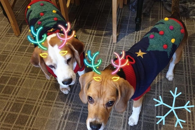 Lucy Wilshere’s dogs Finn and Troy are matching in their fab Christmas jumpers this year.