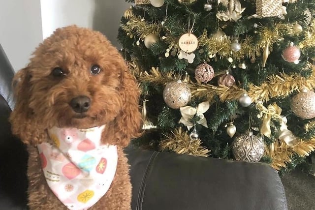Bailey loves baubles on the tree and baubles on her bandana. Photo sent in by Shell Taylor in Orton.