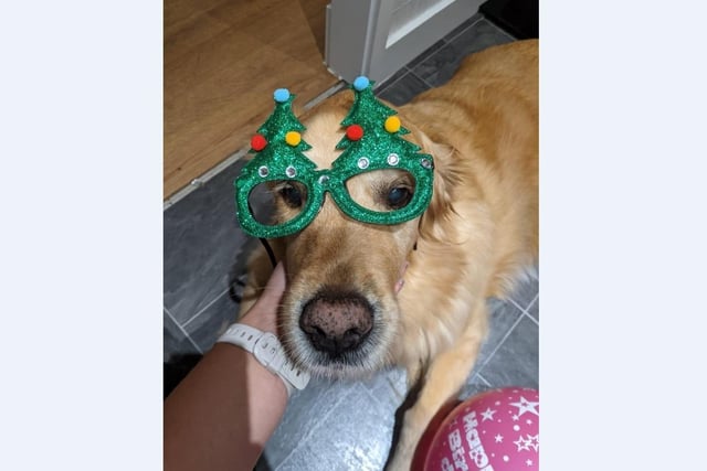 Emma Howlett’s 10-year-old dog Timber only has eyes for Christmas treats with his festive tree glasses.