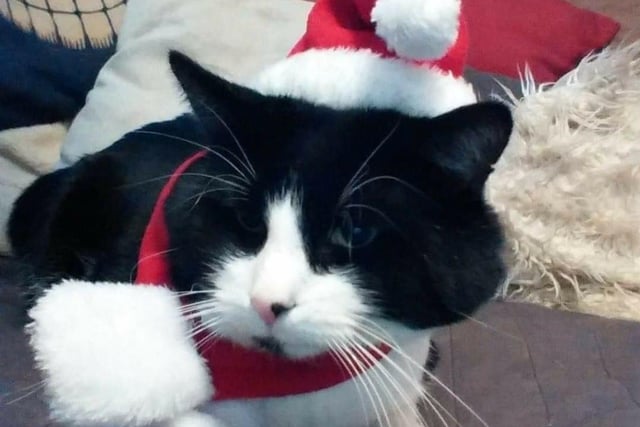 Melissa’s cat booboo is enjoying her new festive outfit.