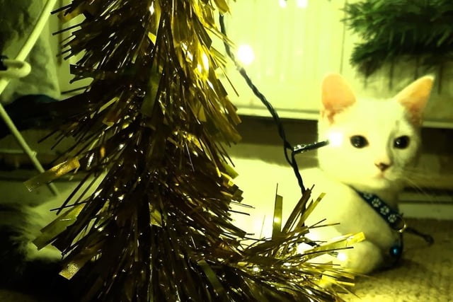 Bekki Cavender’s kitten Snow loves pulling lights off the tree but she’s still on our nice list!