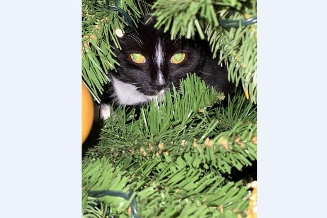Peppa enjoys watching people through the Christmas tree at her home in Orton with mum Susanne Yerrell.