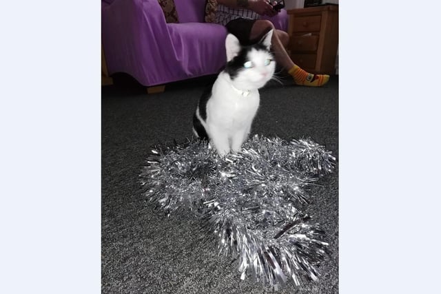 Gina Lamb’s black and white cat Bonnie enjoys dressing up in tinsel this festive season.