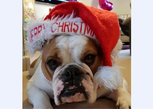 Katie Cooper’s pup Lord Bentley the bulldog from Orton wearing his fluffy Christmas hat wishes everyone a Merry Christmas.