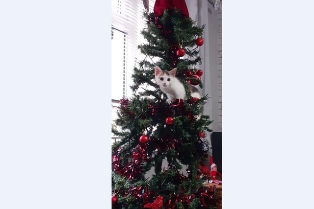 Bella loves spending time in her very own ‘climbing frame’, known to her family as the Christmas tree. Sent in by Paul AG in Orton.