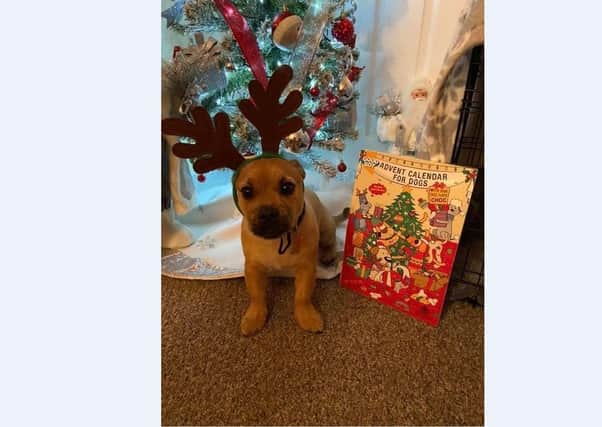 Kez Cole’s seven month old puppy called Teddy loves opening his advent calendar too
