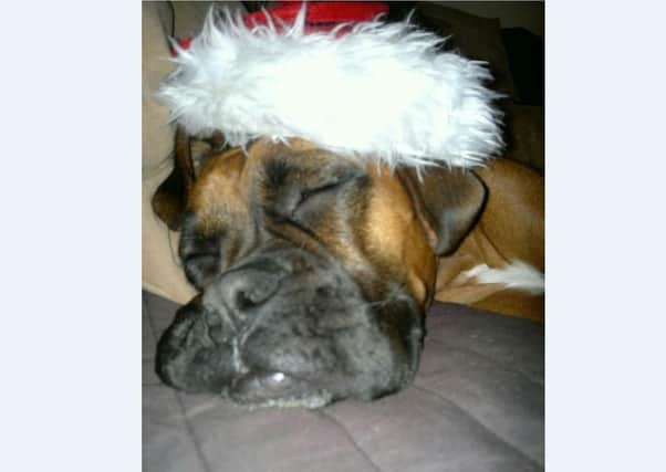 Melissa Bolke’s boxer LouLou is counting the sleeps before Father Christmas pays a visit.