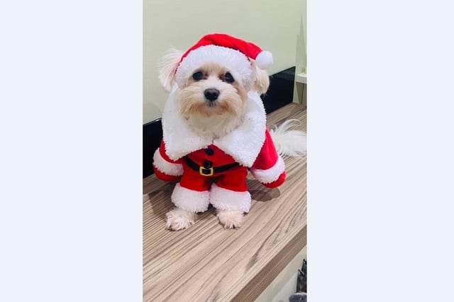 Emma Proudlock’s mini Maltese Marley thinks his Santa outfit is pawsome!