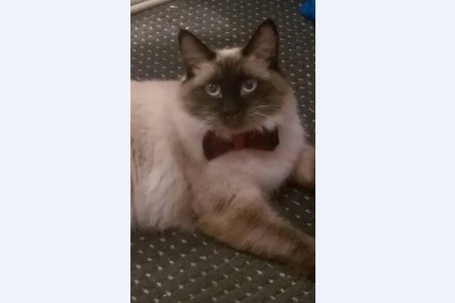 Mae Mason’s cat is all dressed up for Christmas dinner with his new bow tie