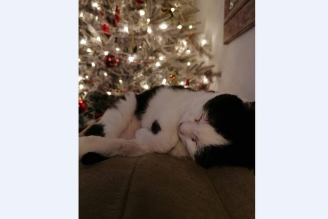 Devon Brentor’s cat Stan Lee loved a snooze curled up by the tree last Christmas if he wasn’t stealing baubles!