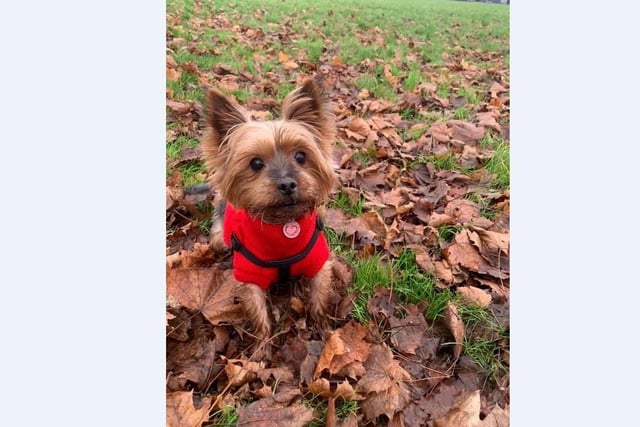 Becky McDaid’s dog Minnie loves wearing her red Christmas jumper on her walks.
