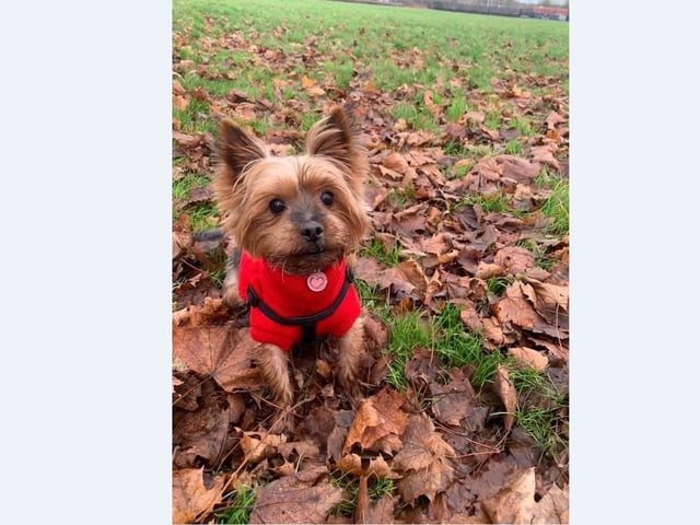 Becky McDaid’s dog Minnie loves wearing her red Christmas jumper on her walks.