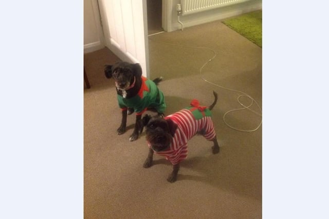 Caroline Friskey’s pups Albert and Romanian rescue Violet love strutting their stuff in their new Christmas jumpers!