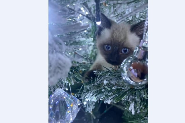 Lanya Zoe’s kitten called Bear loves demolishing the Christmas tree!
