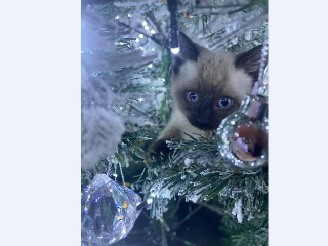 Lanya Zoe’s kitten called Bear loves demolishing the Christmas tree!
