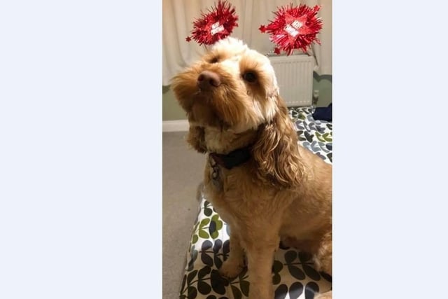 Justin Maskell sent in this lovely picture of their dog sporting some Merry Christmas sparkly bopper headband!