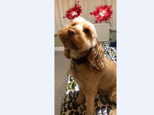 Justin Maskell sent in this lovely picture of their dog sporting some Merry Christmas sparkly bopper headband!