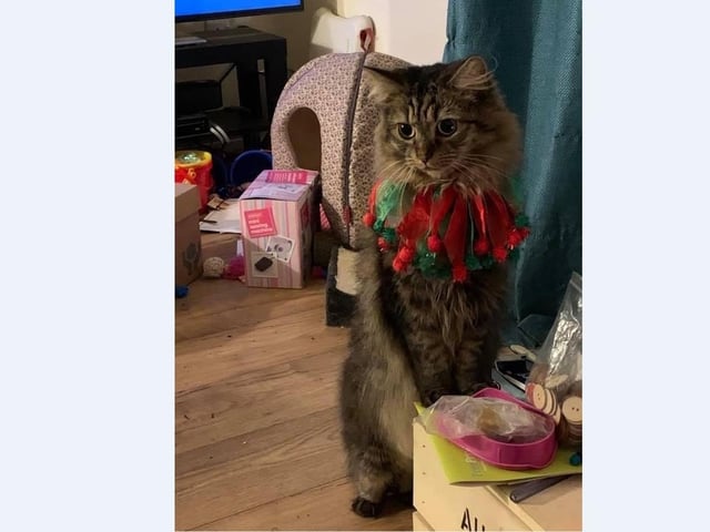 Key Godkin’s cat has ditched their normal collar for a special Christmas red and green festive collar.