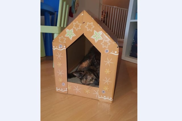 Jessica Gilbert’s cat Honey loves spending time in her very own Gingerbread house.