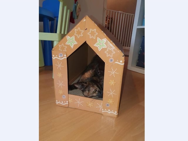 Jessica Gilbert’s cat Honey loves spending time in her very own Gingerbread house.