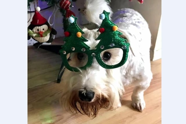 Sonnet Mansfield’s dog Willow rocking her Christmas specs