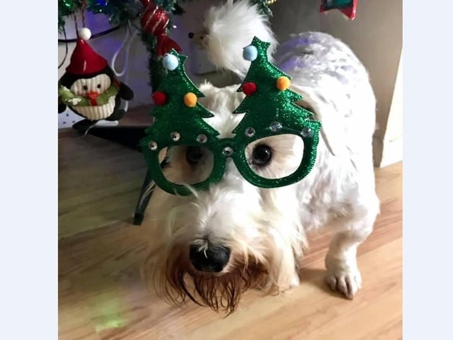 Sonnet Mansfield’s dog Willow rocking her Christmas specs