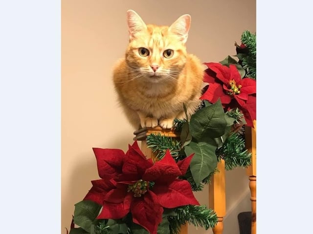 Emma Bedden-Ellis’ cat in pride of place on the Christmas bannister