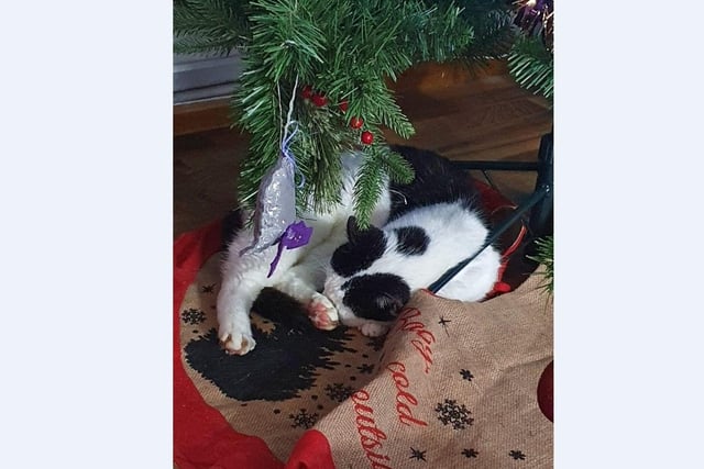 Stefanie Hewitt’s cat Sammy from Orton loves sitting by the tree and still gets in the tree even at 17!