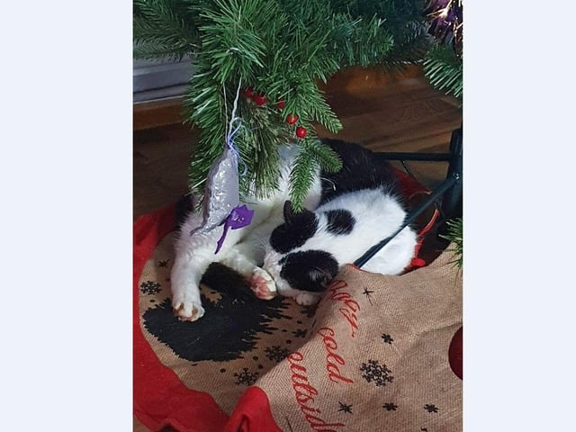 Stefanie Hewitt’s cat Sammy from Orton loves sitting by the tree and still gets in the tree even at 17!