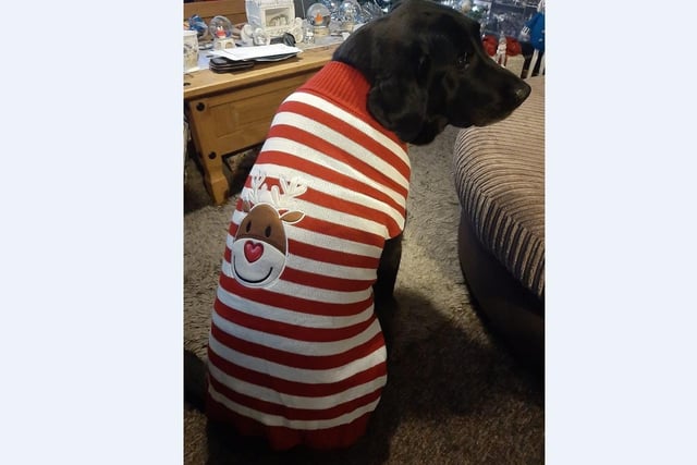 Tanya Abbot’a pup Wizard does love his new Christmas jumper really!