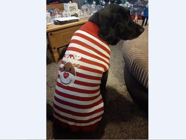 Tanya Abbot’a pup Wizard does love his new Christmas jumper really!