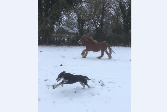 Clare Measom’s horse Kingpin is enjoying playing in the snow with pup Marshall.
