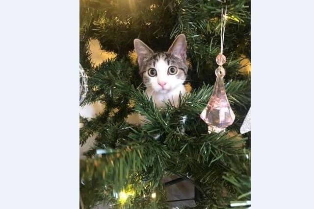 Chloe Budd’s kittens 6 month old Roamie and one year old Luna enjoy playing with decorations in the tree.