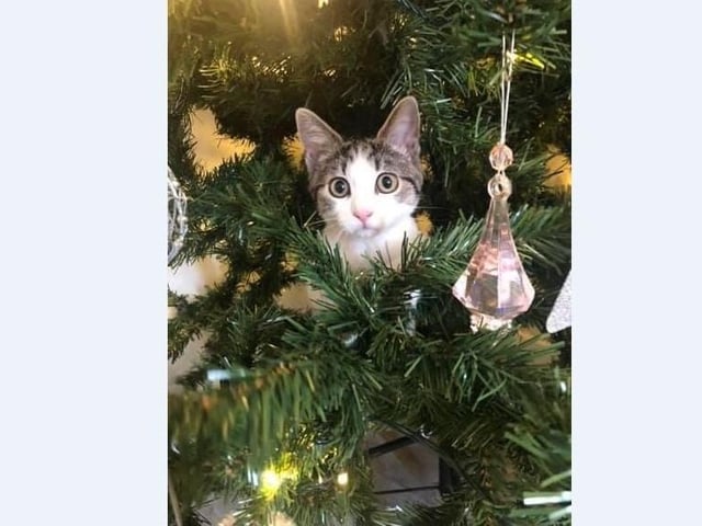 Chloe Budd’s kittens 6 month old Roamie and one year old Luna enjoy playing with decorations in the tree.